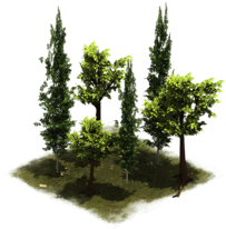 Файл:27 LateMiddleAge Group of Trees.png